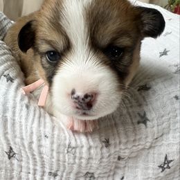 Petunia- Sable-Red Female - Sable and white female American Corgi puppy in Chippewa Falls, Wisconsin from Dazie Lou’s Corgis