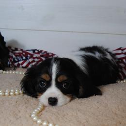 Anna - Tri-color female Cavalier King Charles Spaniel puppy in Mountain Grove, Missouri from Dogwood & Sassafras Companions