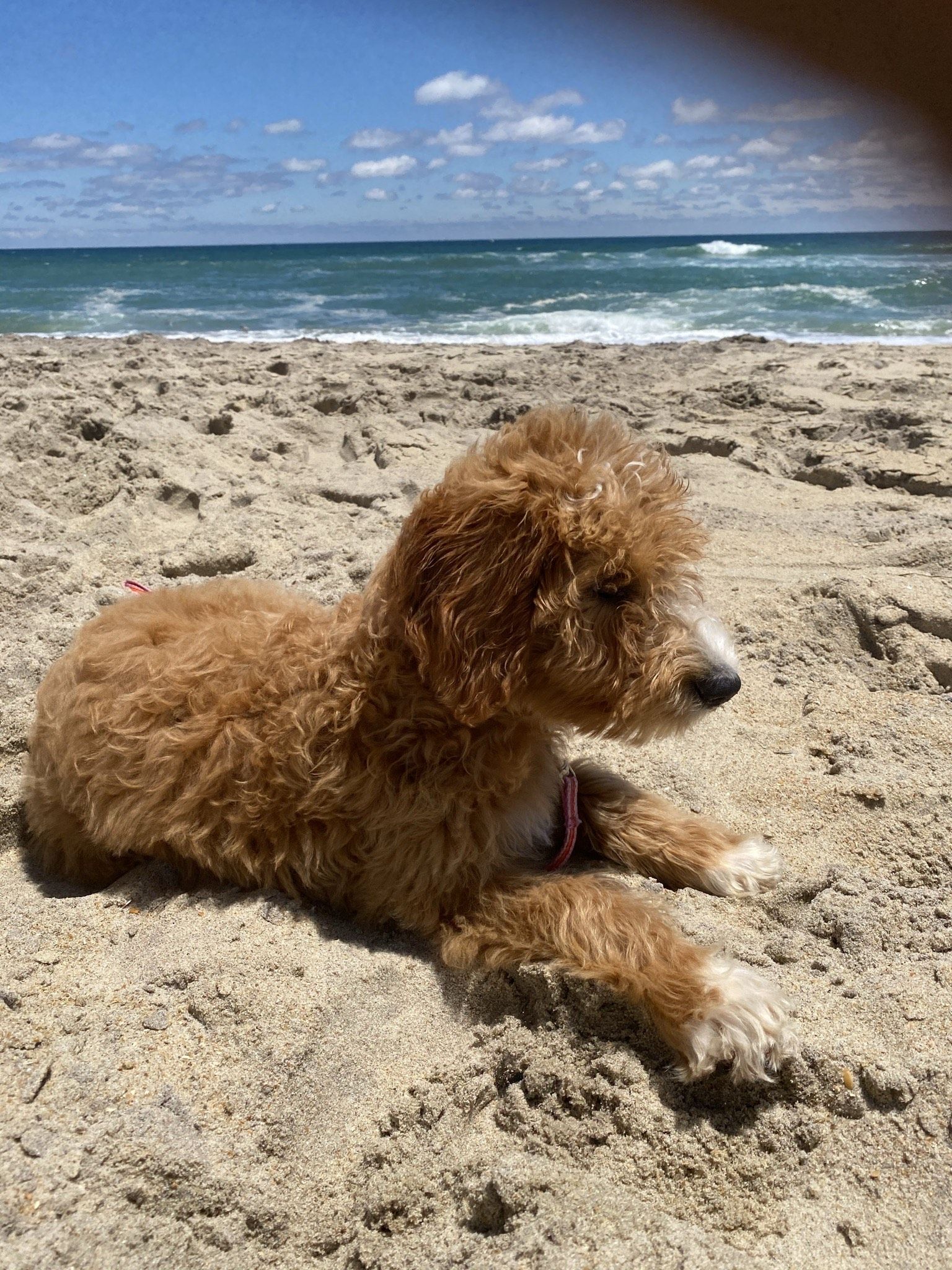 Pure Poodles By The Chesapeake Bay In Virginia 