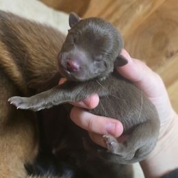 Chocolate-brown boy - Chocolate male Schipperke puppy in Randsburg, California from Light's Family Farm & Schipperke Ranch