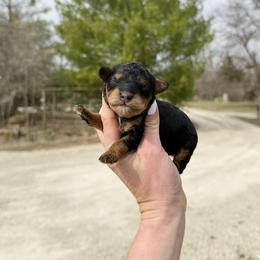 Luna F1b (choc carrier) - Black and tan female Cavapoo puppy in Wamego, Kansas from Doodles of Oz