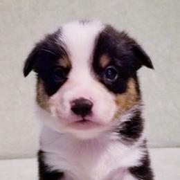 American Corgi and Pembroke Welsh Corgi Puppies from Whimsical Treasure Corgis