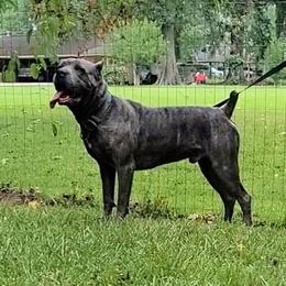 Titan - Cane Corso