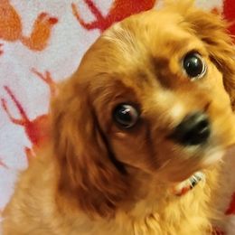 Cavalier King Charles Spaniels from Cavaliers at Carmen Acres Farm