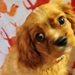 Cavalier King Charles Spaniels from Cavaliers at Carmen Acres Farm