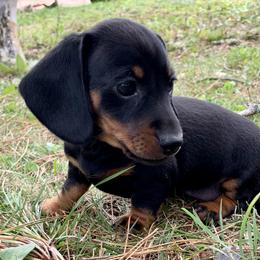 Dachshund Puppies from Hidden Haven Dachshunds