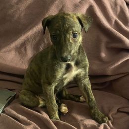 Maverick - Red brindle Greyhound puppy in Oxford, Florida from Running to Stand Still (RTSS)