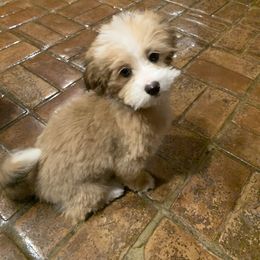 Bernedoodle Puppies from Mini Bernedoodle Babies- Indiana