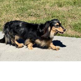 Cash - Dachshund