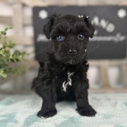 Olive - Black female Miniature Schnauzer puppy in Hockley, Texas from Dixieland Miniature Schnauzers