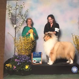 Tootsie - Collie