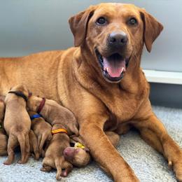 Labrador Retriever Puppies from Red Tide Retrievers
