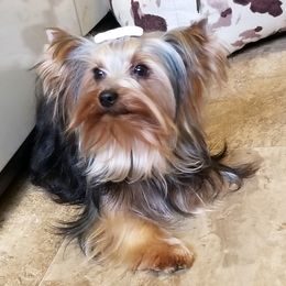 Koda - Yorkshire Terrier