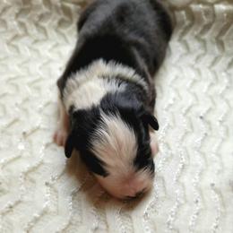 Tenor - Black tri-color male Australian Shepherd puppy in Tijeras, New Mexico from Dovehawk Australian Shepherds