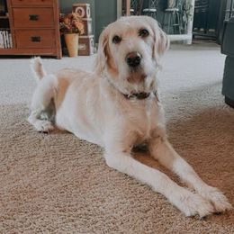 Golden Retrievers and Labradoodles from Mount Olive Doodles