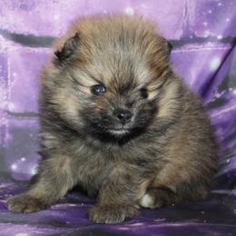 Kirby - Orange sable male Pomeranian puppy in Memphis, Michigan from Magix'z Pomeranians
