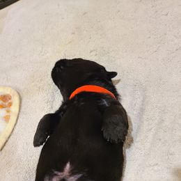 Scottish Terrier Puppies from Scotch McLaren Terriers