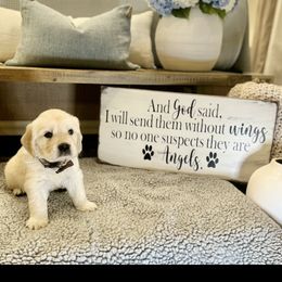 Golden Retriever Puppies from Huckaby’s English Golden Retrievers