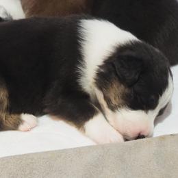 Girl 3 - female Australian Shepherd puppy in Cape Girardeau, Missouri from Promise Keeper Kennel