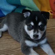 Alaskan Klee Kai from Klee Kai Breeders with Love