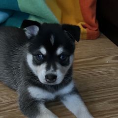 Alaskan Klee Kai from Klee Kai Breeders with Love