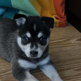 Alaskan Klee Kai from Klee Kai Breeders with Love