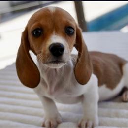 Chase - Piebald Dachshund puppy in El Cajon, California from Mr. Wieners Dachshunds