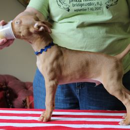 Pharaoh Hound Puppies from CharmedWons Pharaoh Hounds