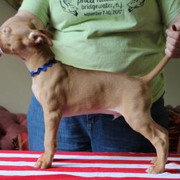 Pharaoh Hound Puppies from CharmedWons Pharaoh Hounds