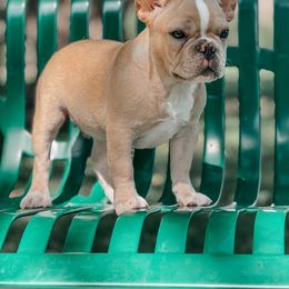 Peter - French Bulldog puppy in Utah from HM Kennels