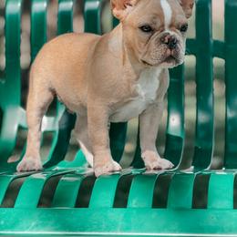 Peter - French Bulldog puppy in Utah from HM Kennels