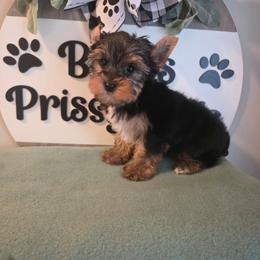 Dash - Black and tan male Yorkshire Terrier puppy in Clermont, Florida from Bella's Prissy Butts