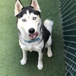Siberian Husky All Grown Up from Yakone Sesi