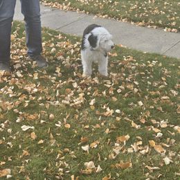 BOY 1 - Gray and white male Old English Sheepdog puppy in Anaconda, Montana from Mt. Haggin OES