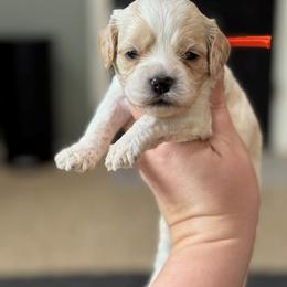 Jellybean - Red and white male Cockapoo puppy in Pledger, Texas from Sugarbear Cockapoos