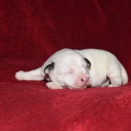 Twist Boy 1 - White and tan male Russell Terrier puppy in Middletown, Virginia from DBF Russell Terriers