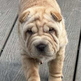 Chinese Shar-Pei Puppies from Blackwitch Farms