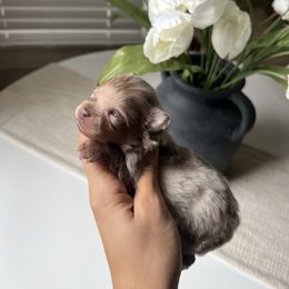 Girl 3 - Lavender female Pomeranian puppy in Muskogee, Oklahoma from Wonderlust Pomeranians