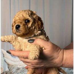 Olivia Alexandra - female Cavapoochon puppy in Fairmont, West Virginia from Ruby Heirloom Companions