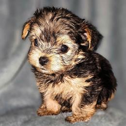 Peanut - Black and tan female Yorkshire Terrier puppy in Thornville, Ohio from My precious yorkies