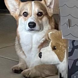 Cami - Black and tan female Pembroke Welsh Corgi puppy in Guinda, California from Gwyndolyns