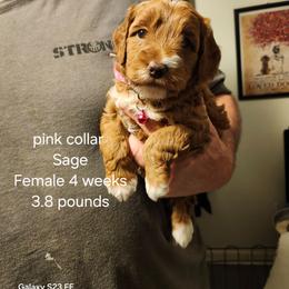 Pink collar Reba - Red  female Goldendoodle puppy in Fairmount, Indiana from Capens' Doodles,Poodles and Poo's