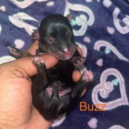 Buzz - Black and tan male Yorkipoo puppy in Gastonia, North Carolina from Precious pups dynasty kennel