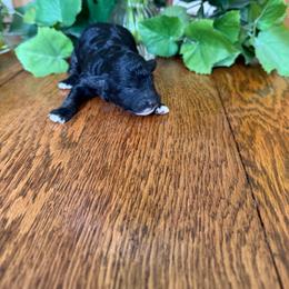 Burrito - Black female Goldendoodle puppy in Cherry Tree, Pennsylvania from Plum Creek Acres Next Generation