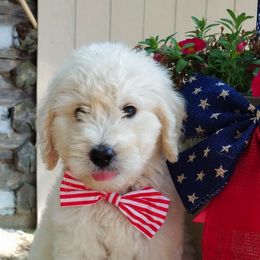 Goldendoodles and Poodles from Green Heart Poodles and Doodles