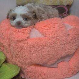 Midwest Mini Ruben - Apricot male Mi-Ki puppy in Clearwater, Kansas from Midwest Mini Mi-kis