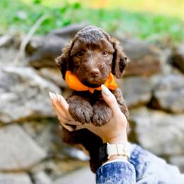 Everest - Chocolate male Goldendoodle puppy in North Carolina from Tuxedo Mountain Doodles