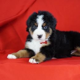 Bernese Mountain Dog Puppies from Lonesome Pine Farm