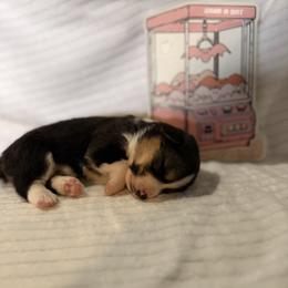 Sally - Black and tan female Pembroke Welsh Corgi puppy in Hillsville, Virginia from Bonderosa Kennels
