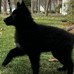 Belgian Sheepdogs and Shetland Sheepdogs from Indigo Hill Belgians & Shetland Sheepdogs